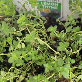Photo of the plant species Lemon Thyme by @SirGasplant81 named Mollie on Greg, the plant care app