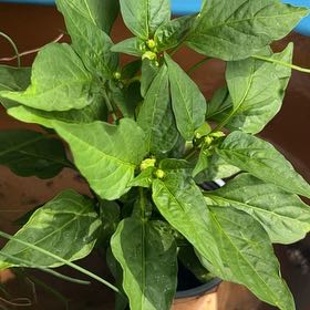 Photo of the plant species Fresno Chili by @SirGasplant81 named Apollo on Greg, the plant care app