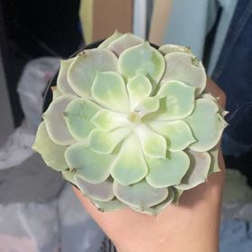 Photo of the plant species Echeveria by @NurseTurmeric20 named Delilah on Greg, the plant care app