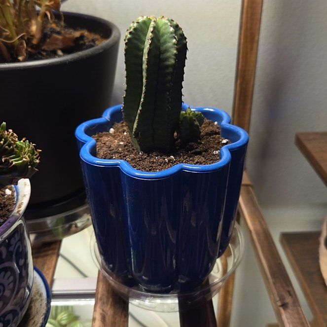 Photo of the plant species Euphorbia anoplia by @SpecialBokchoi8 named Sproutacus on Greg, the plant care app