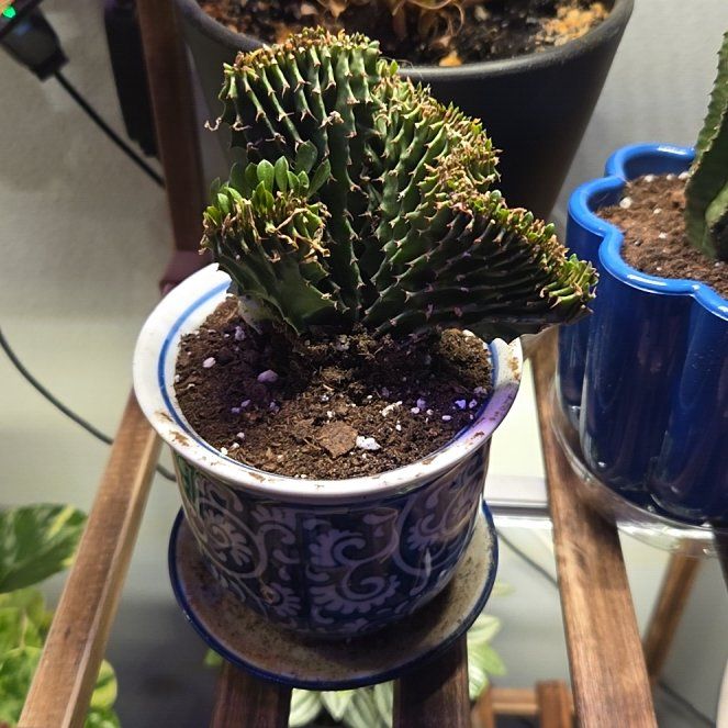 Photo of the plant species Euphorbia by @SpecialBokchoi8 named Wall-E on Greg, the plant care app