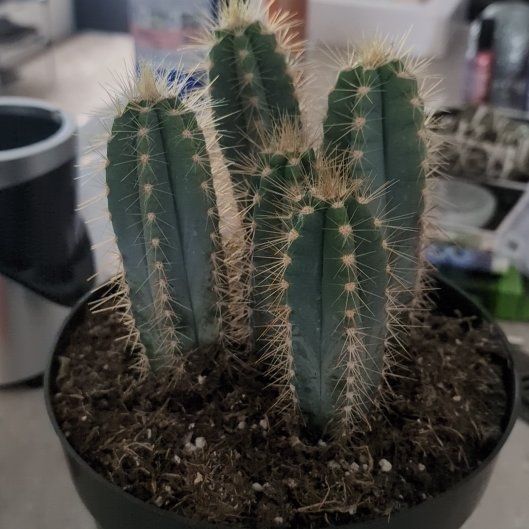 Photo of the plant species Blue Torch Cactus by @GiddyBeans19 named George on Greg, the plant care app