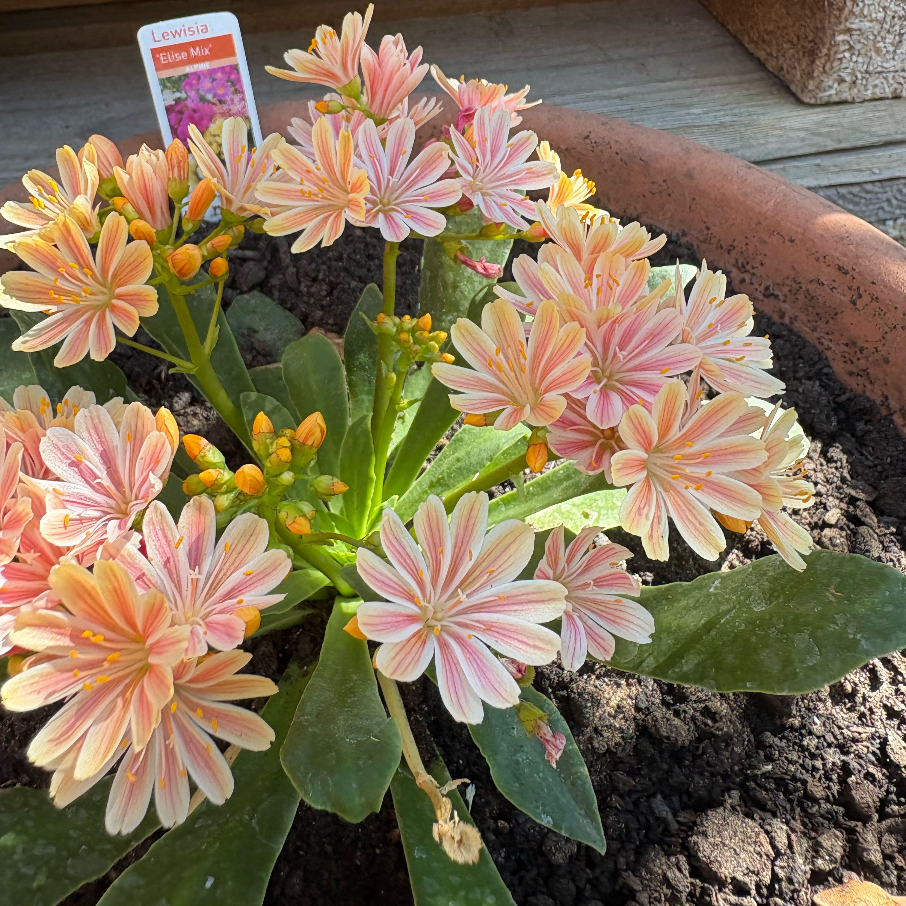 Photo of the plant species Elise Lewisia by @GoodPurei83 named Athena on Greg, the plant care app