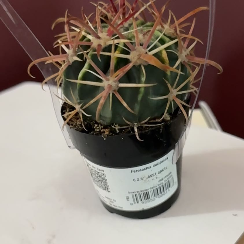 Photo of the plant species Twisted Barrel Cactus by @WinDuwei97 named Fernie Saunders on Greg, the plant care app
