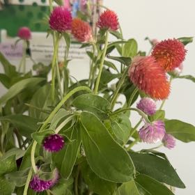 Photo of the plant species Globe Amaranth by @TrustyNoognug18 named Orlando Bloom on Greg, the plant care app