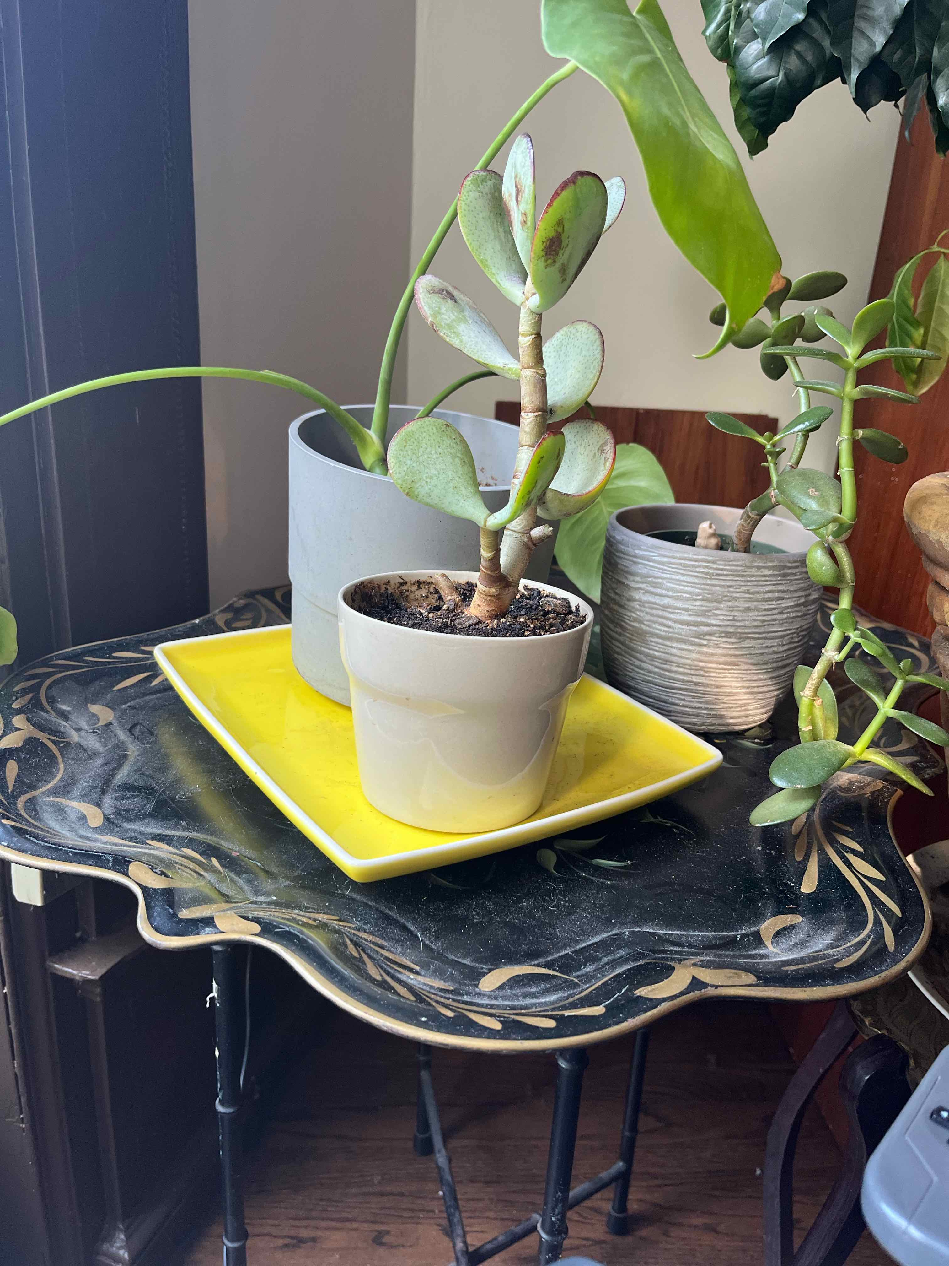 Potted Silver Dollar Plant on a decorative table with visible soil and healthy leaves.