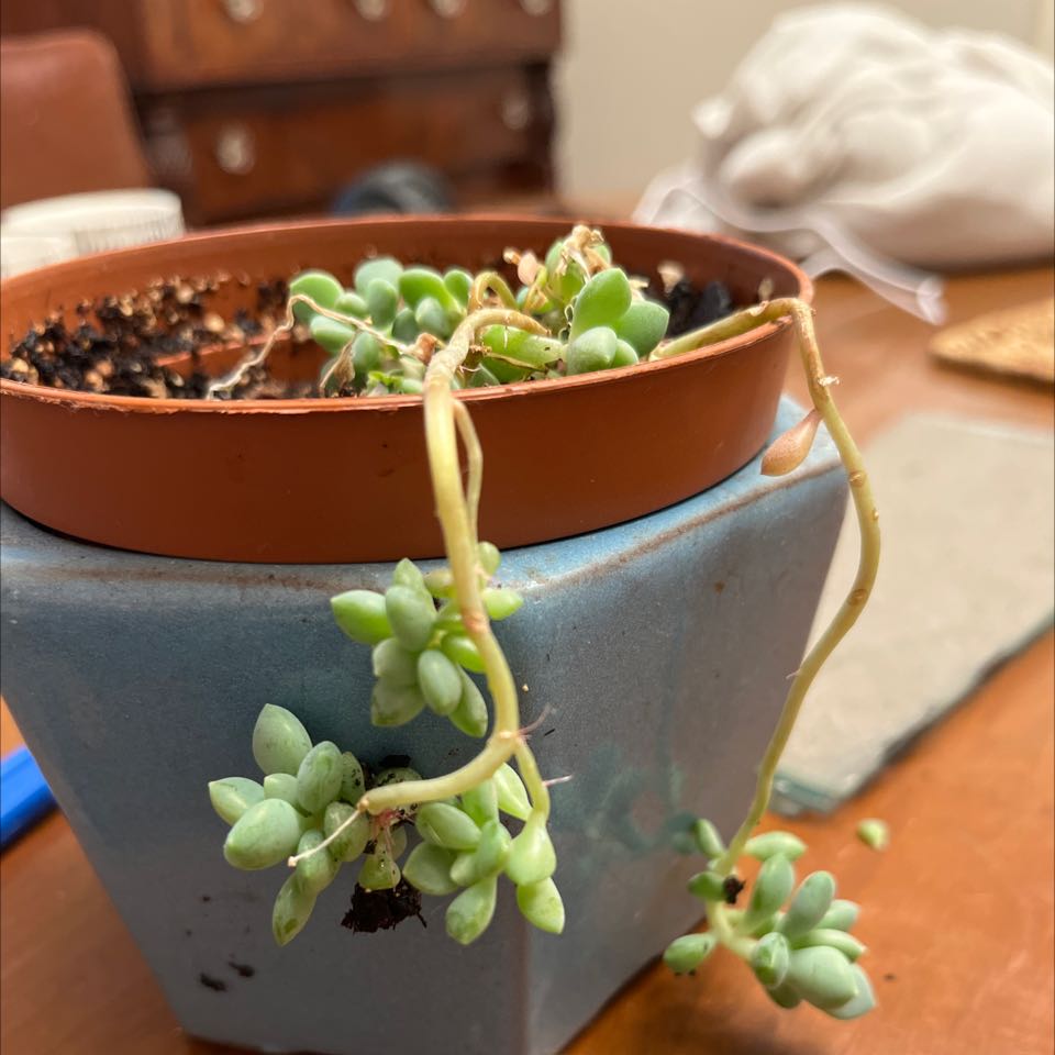 Pachyphytum Baby Finger plant in a ceramic pot with elongated stems and plump leaves.