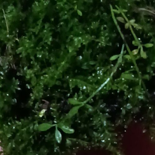Photo of the plant species Toothed Plagiomnium Moss by @Cindylu16 named Ulysses S Plant on Greg, the plant care app