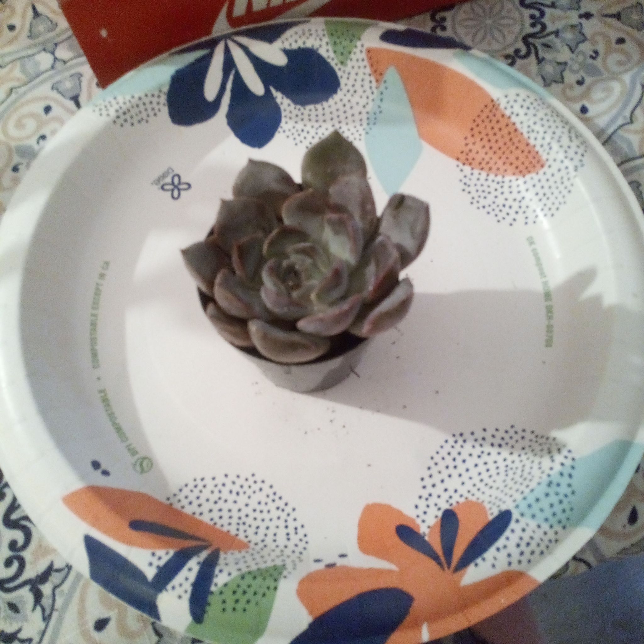 Photo of the plant species Menina by @TastyTawapou81 named Naomi on Greg, the plant care app