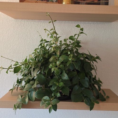 Photo of the plant species Lipstick Plant by @BloomRmBPO named Lola on Greg, the plant care app