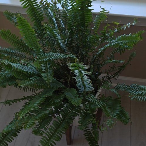 Photo of the plant species Kimberly Queen Fern by @BloomRmBPO named Kimberly on Greg, the plant care app