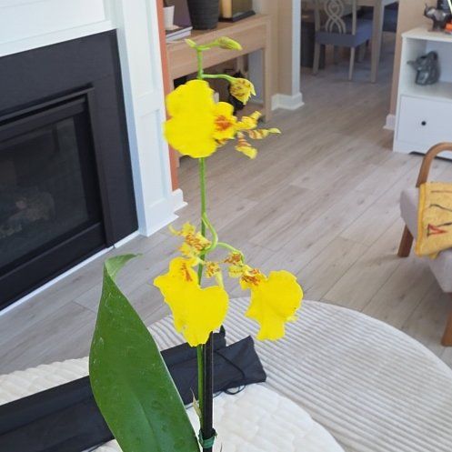 Photo of the plant species Dancing-Lady Orchid by @BloomRmBPO named Delilah on Greg, the plant care app