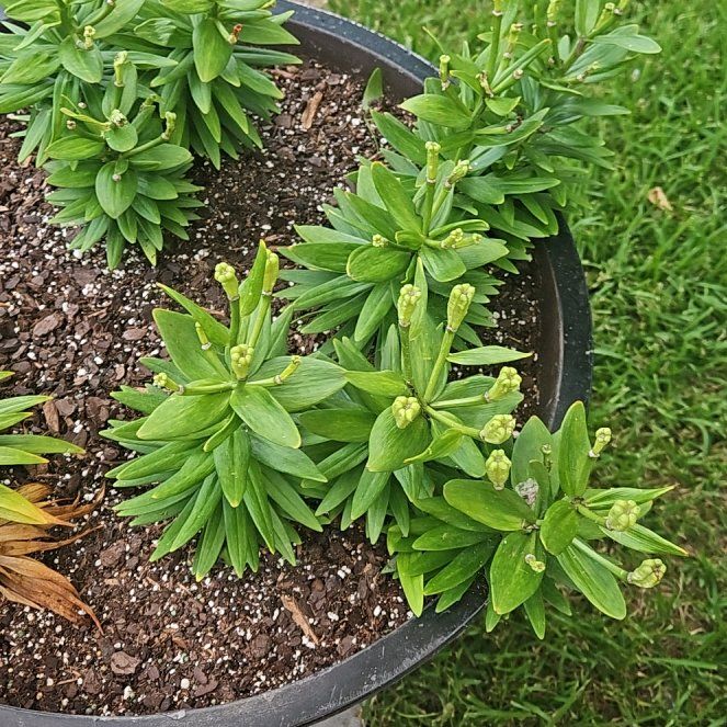 Photo of the plant species Tiger Lily by @SirMelittis71 named Harper on Greg, the plant care app