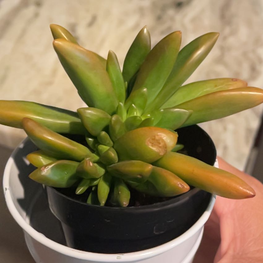 Photo of the plant species Crassula Ovata by @VastRadish71 named Kendall on Greg, the plant care app