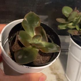 Photo of the plant species Echeveria 'Eliza' by @VastRadish71 named Coco on Greg, the plant care app