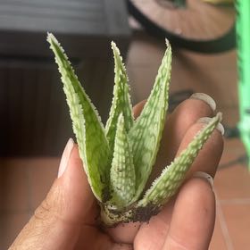 Photo of the plant species Aloe 'Delta Lights' by @VastRadish71 named Harry on Greg, the plant care app