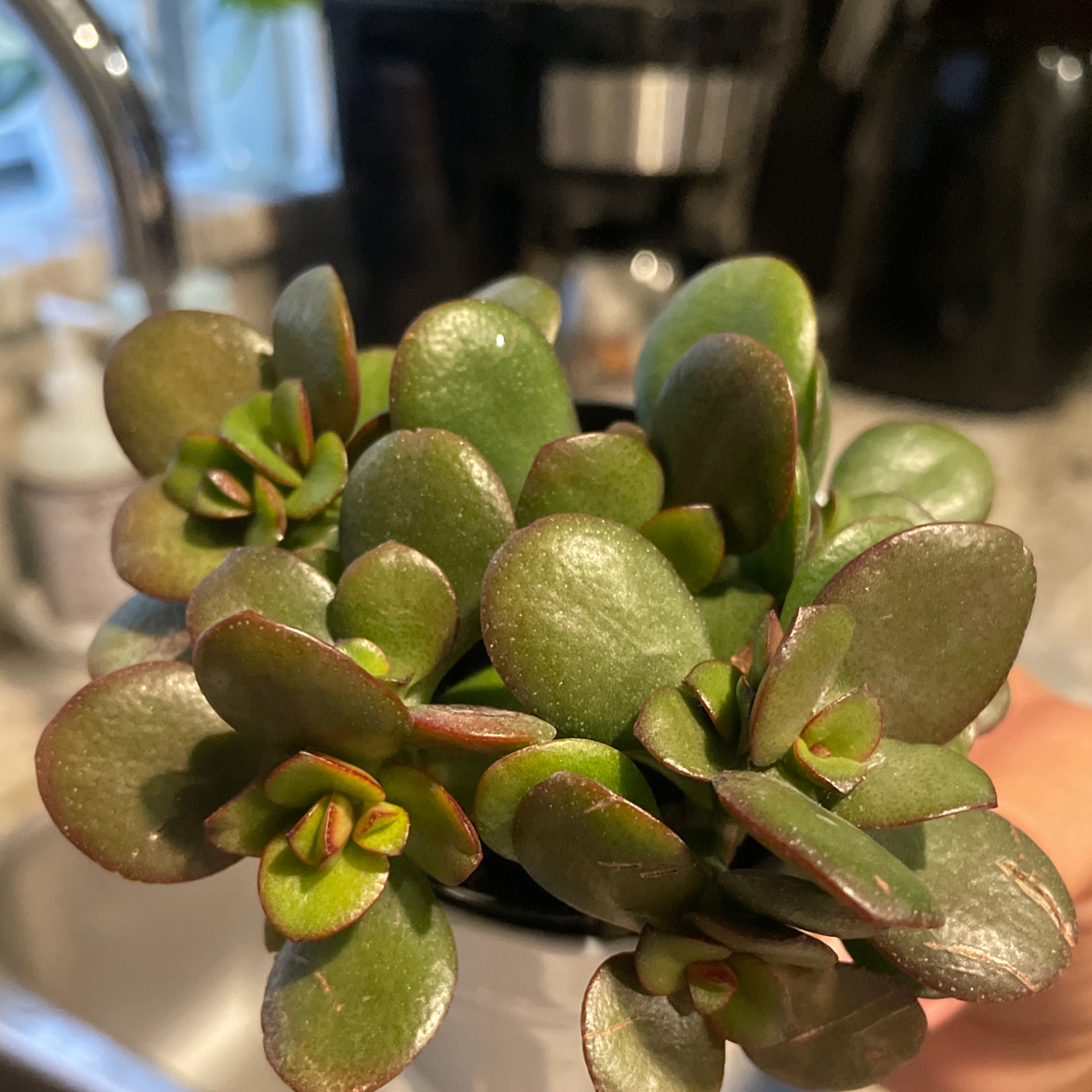 Photo of the plant species Crassula Ovata by @VastRadish71 named Bruce Lee on Greg, the plant care app