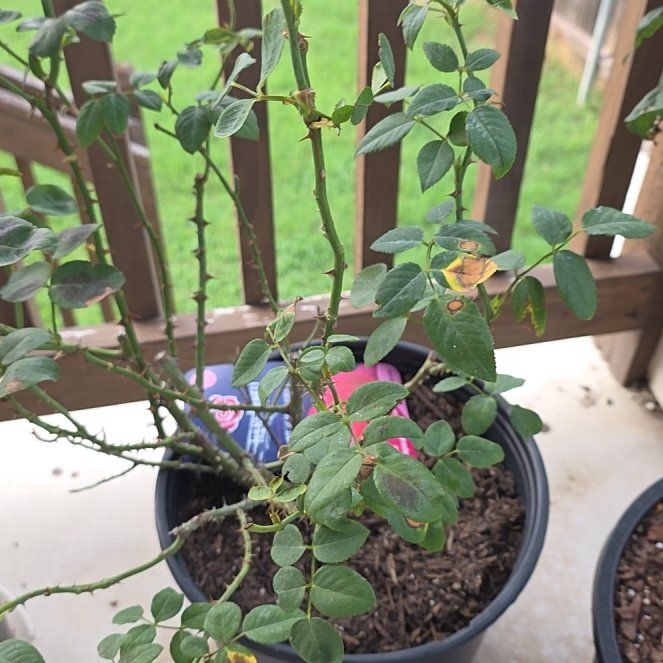 Photo of the plant species Alpine Rose by @ProfoundViszsla named Nithin on Greg, the plant care app