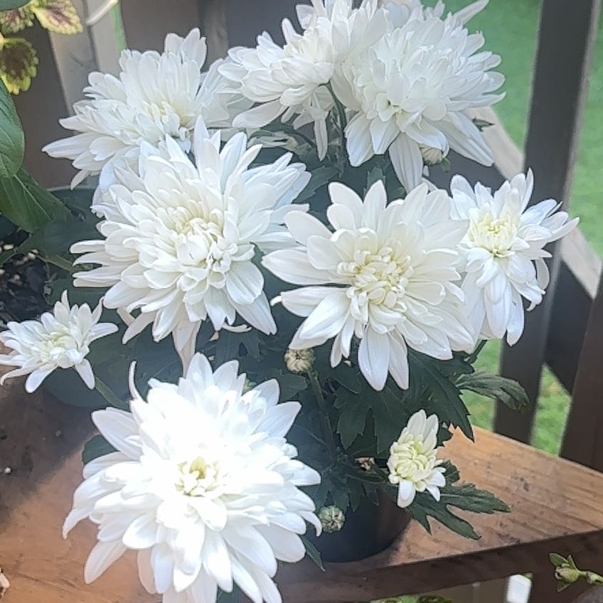 Photo of the plant species Giant Crego Aster by @HotBunyapine38 named Messi on Greg, the plant care app