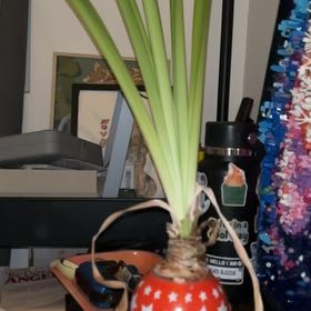 Photo of the plant species Amaryllis by @KinglyGreyalder named Treeyoncé on Greg, the plant care app