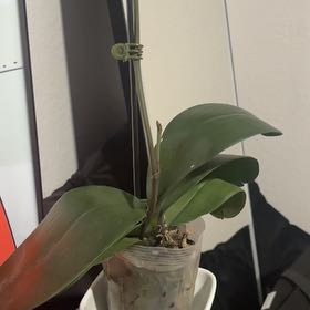 Photo of the plant species Moth Orchid 'Pisco' by @KinglyGreyalder named Spot on Greg, the plant care app