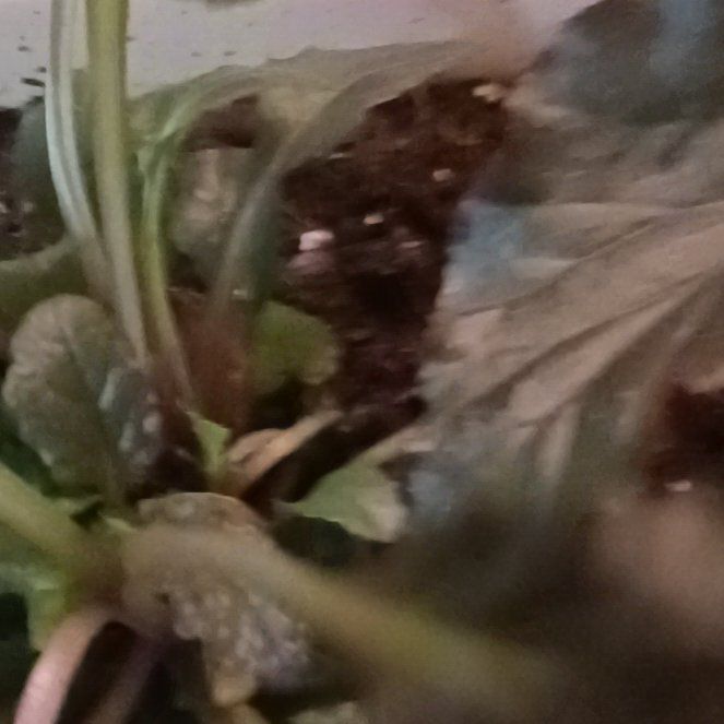 Photo of the plant species Blue Bugle by @OptimalGollum98 named Dax on Greg, the plant care app