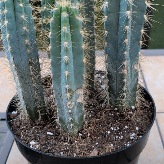 Photo of the plant species Blue Candle Cactus by @BlessedCosmo88 named Shakira on Greg, the plant care app