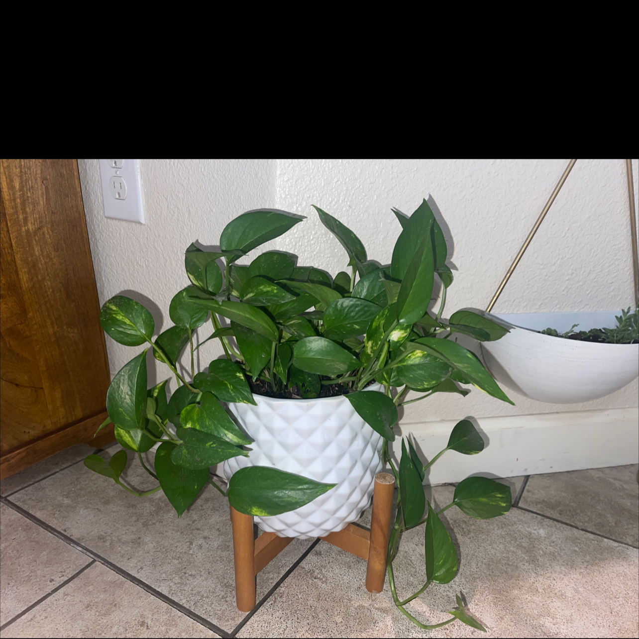 Taro Vine plant photo by @Savi named Lil Ivy on Greg, the plant care app.