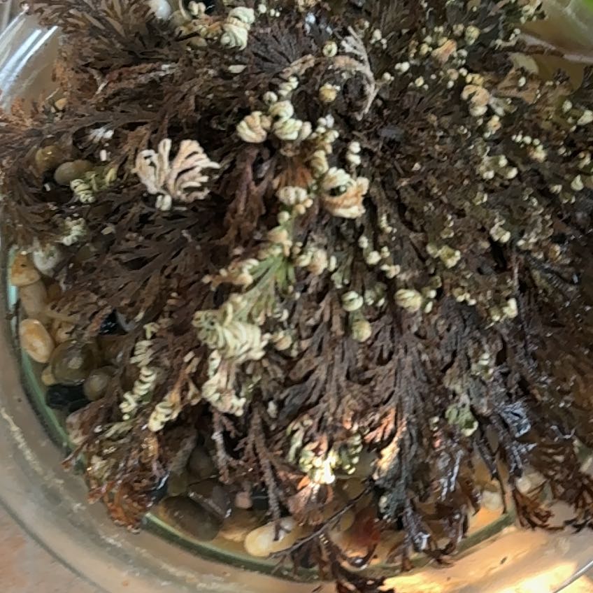 Photo of the plant species Rose of Jericho by @NimbleCatnip49 named Apollo on Greg, the plant care app