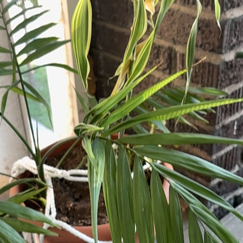 Photo of the plant species Chinese Brake by @NimbleCatnip49 named Orlando Bloom on Greg, the plant care app