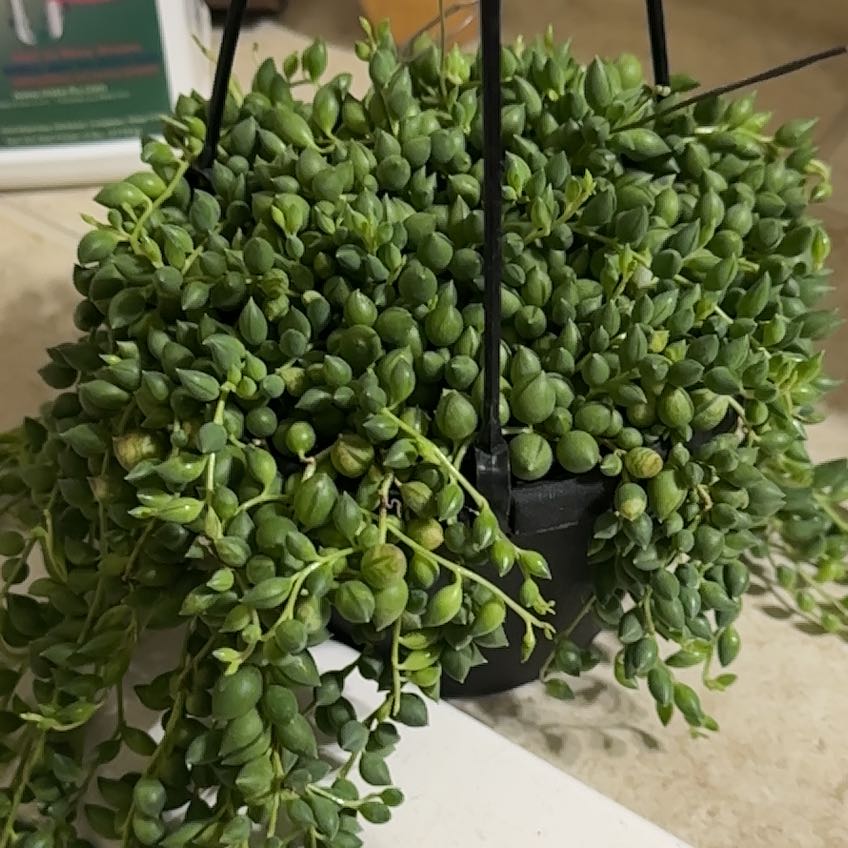 Photo of the plant species String of Raindrops by @PrimeCowvine29 named Winston on Greg, the plant care app