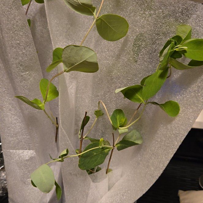 Photo of the plant species Coral Honeysuckle by @BubblyChives97 named Kobe on Greg, the plant care app