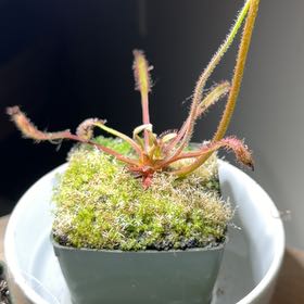 Photo of the plant species Cape Sundew by @LargeWildchives named Marilyn on Greg, the plant care app