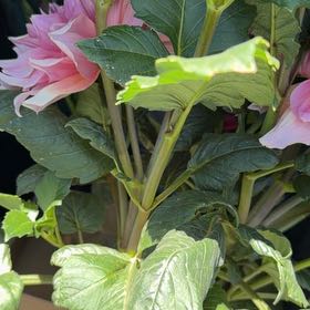 Photo of the plant species Garden Dahlia by @LargeWildchives named Messi on Greg, the plant care app