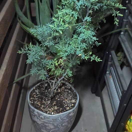 Photo of the plant species Common Rue by @SirAsarina66 named Elina on Greg, the plant care app