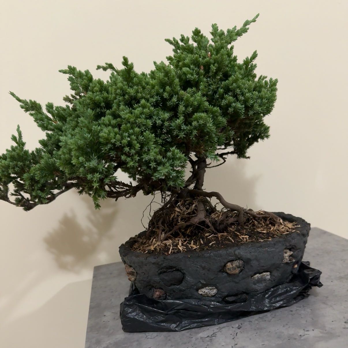 Photo of the plant species Blue Star Juniper by @SharpBlueiris23 named Gaga on Greg, the plant care app