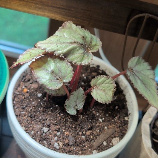 Photo of the plant species Begonia rex 'Silver Splash' by @SmallfryWeed46 named Beckham on Greg, the plant care app