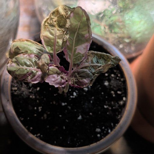 Photo of the plant species Snow White Waffle Plant by @SmallfryWeed46 named Rainier on Greg, the plant care app