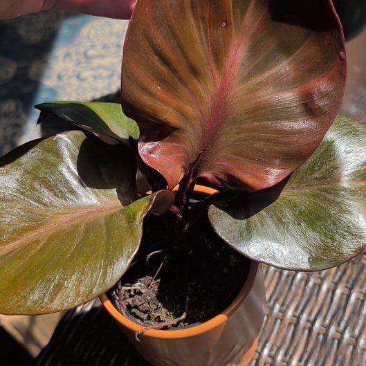 Photo of the plant species Philodendron Red Sun by @SmallfryWeed46 named Khaleesi on Greg, the plant care app