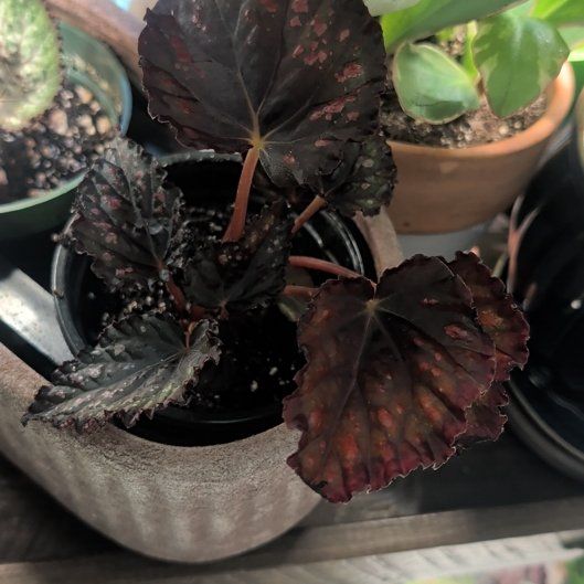 Photo of the plant species Begonia 'Black Magic' by @SmallfryWeed46 named Sherlock on Greg, the plant care app