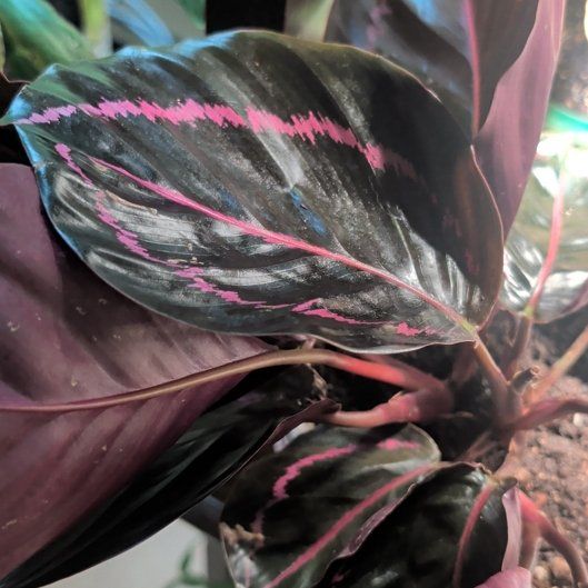 Photo of the plant species Calathea Dottie by @SmallfryWeed46 named Elina on Greg, the plant care app