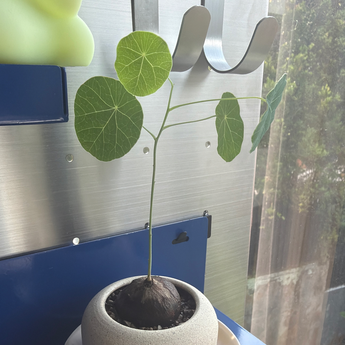 Photo of the plant species Stephania erecta by @PoetCrassula78 named Stephanie on Greg, the plant care app