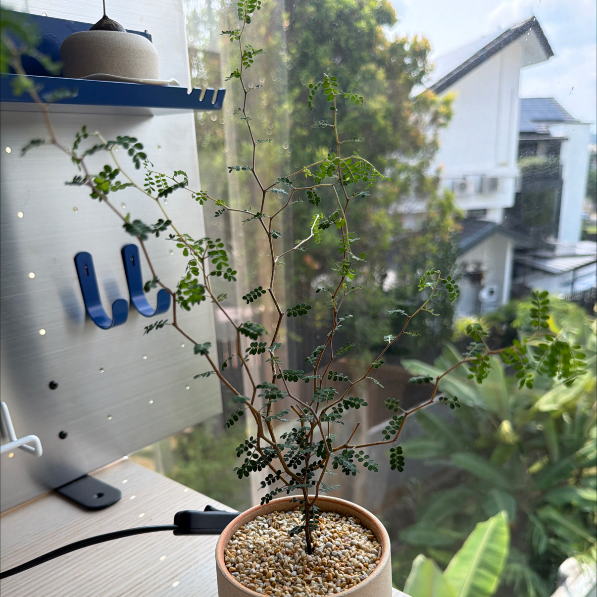 Photo of the plant species Kowhai by @PoetCrassula78 named Bebe on Greg, the plant care app