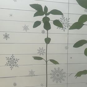Photo of the plant species Snow on the Mountain by @LucentPeony30 named Sigmund on Greg, the plant care app