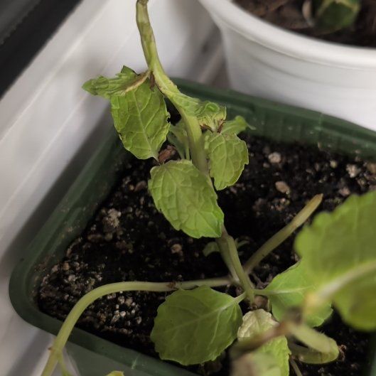 Photo of the plant species Moroccan Mint by @GrandAnthora1 named Taylor Swift on Greg, the plant care app