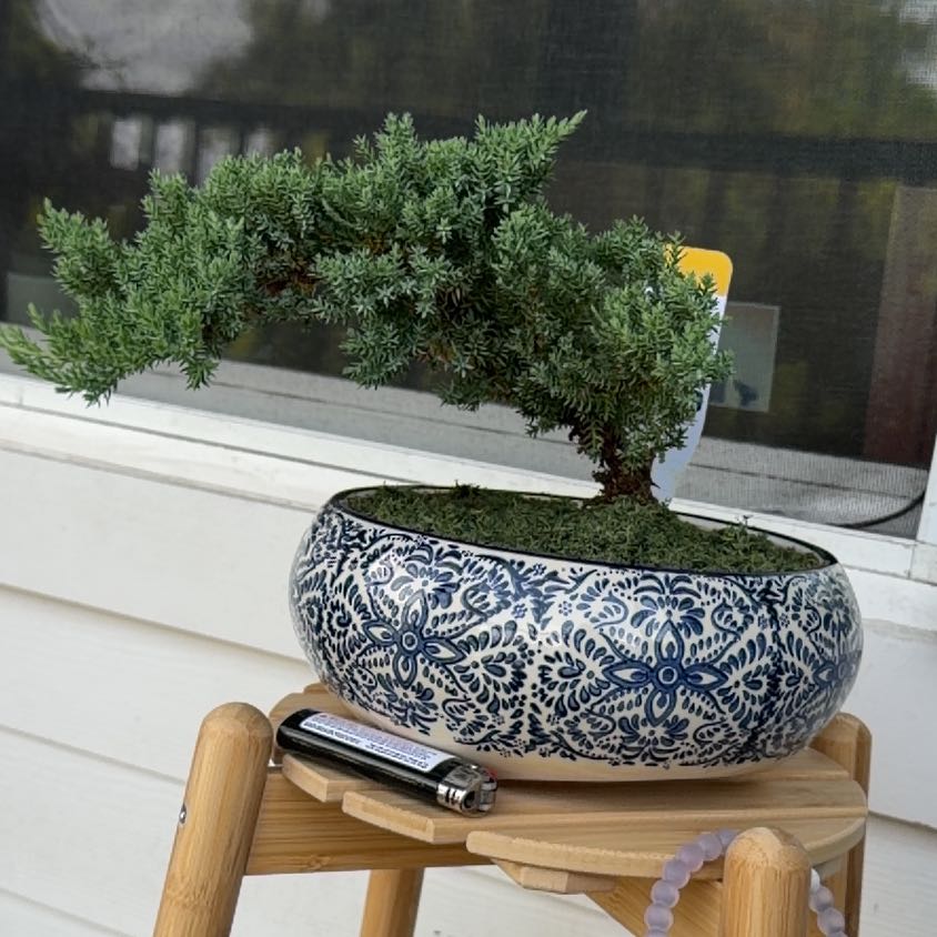 Photo of the plant species Blue Star Juniper by @SavvyQuincula26 named Haku on Greg, the plant care app