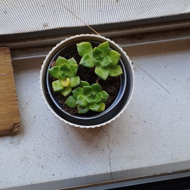 Photo of the plant species Sedeveria 'Letizia' by @ChicBreweroak32 named Olivia on Greg, the plant care app