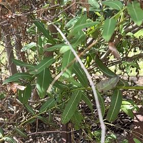 Photo of the plant species Oleander by @YummyAgave35 named Kardashian on Greg, the plant care app