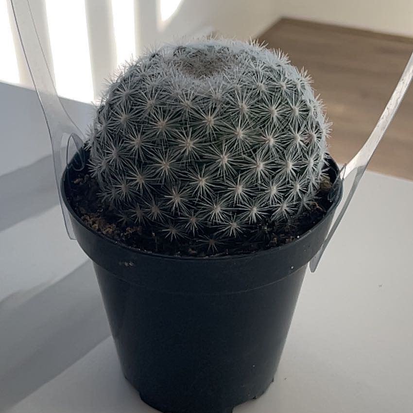 Photo of the plant species Snowball Cactus by @SuperbTaraire43 named Fernie Mac on Greg, the plant care app
