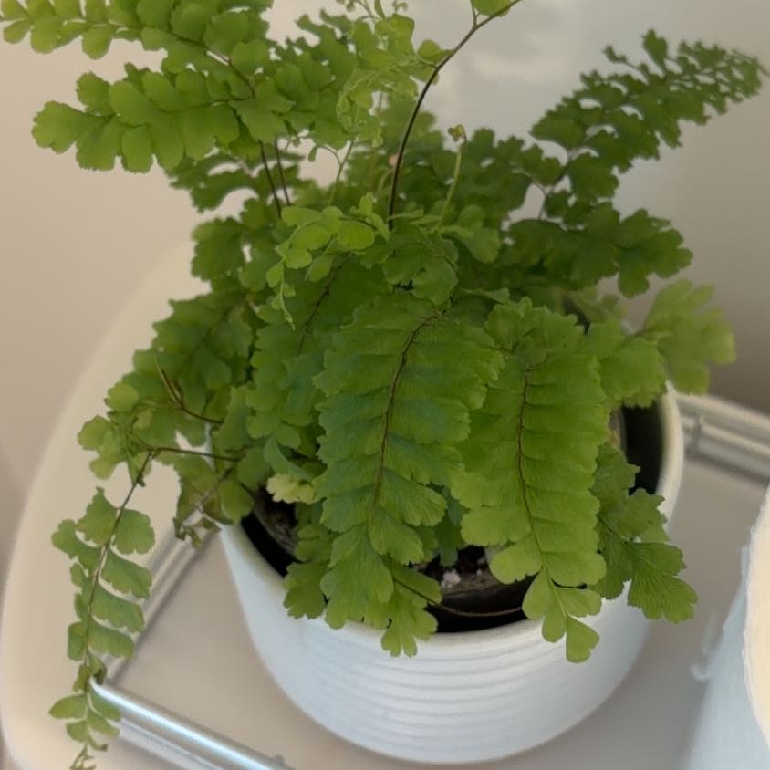 Photo of the plant species Northern Maidenhair Fern by @PumpedupChards2 named Lebron on Greg, the plant care app